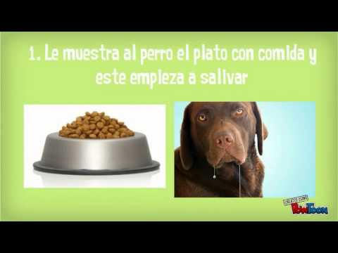 Conductismo, Nico Bravo