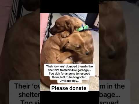 please donate if you can please help link in bio  #NYC#LosAngeles#Chicago#Texas#Florida#california