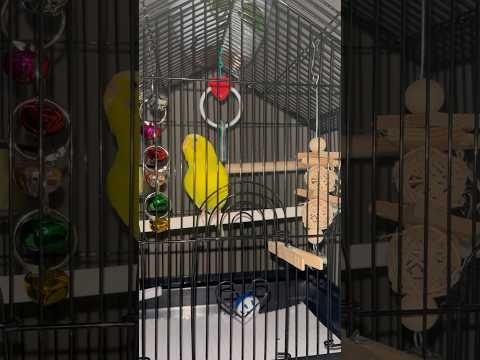 Sunshine says look at my dance moves 👀 #birds #birdybirds #love #beautiful #sunshine #dance #sing