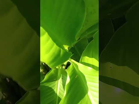 AFIHAN EWE IDORO RE O