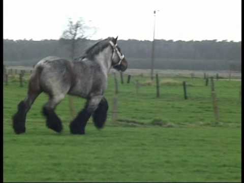 Most Beautiful and Elegant Belgian Draft Horse - Buffalo van 't Zwaluwnest