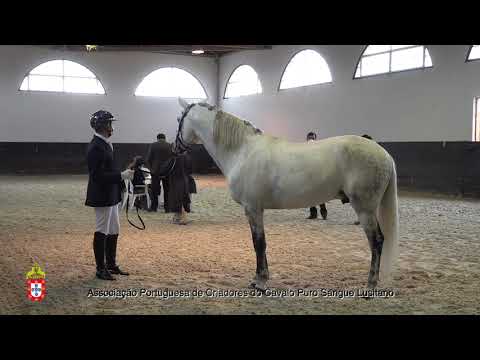 210203 1 I Donquixote Brun - Aprovação de Garanhões