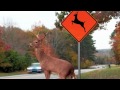 The Deer crossing
