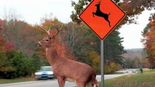 Posted: 10/8/2012Viewcount: 11,156,347Donna of North Dakota just can’t understand why deer can’t read the damn deer crossing signs. Gosh, can’t they just cross somewhere else, like in a school zone?