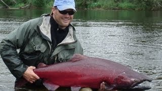 preview picture of video 'Huge 40Lb King Salmon on Fly-Royal Coachman Lodge in Alaska-HD Version'