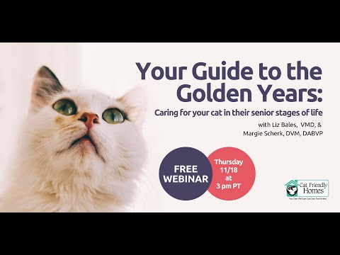 Your Guide to the Golden Years: Caring for Your Cat in their Senior Stages