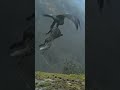 Golden Eagle Kills Carrying Fox Shorts Short