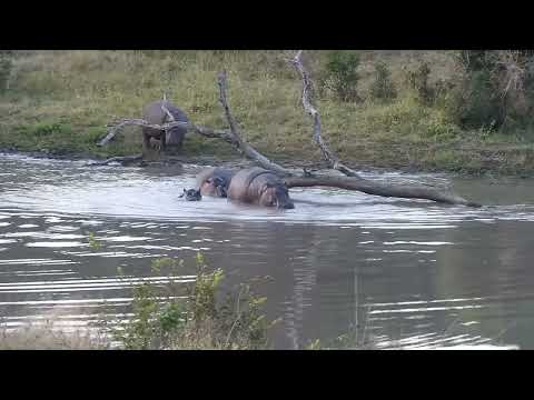 Djuma: Five Hippos going back into the dam - 16:49 - 06/23/2023