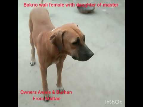 bakrio wali bully female bitch amazing bloodline