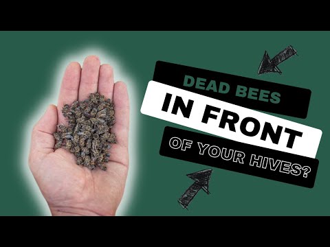 Dead Bees in Front of Your Hive – What It Means and When You Should Act