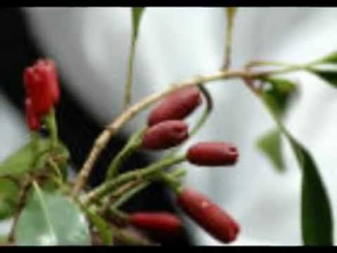 MUNGAKESHA KISIMANI - SWAHILI TARAAB SONG