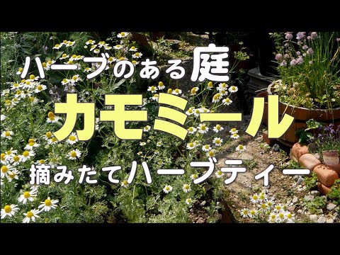 カモミール 植物