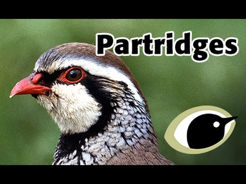 BTO Bird ID - Partridges