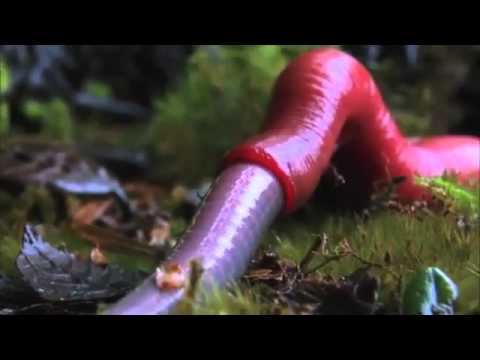 Sanguessuga Vs Minhoca