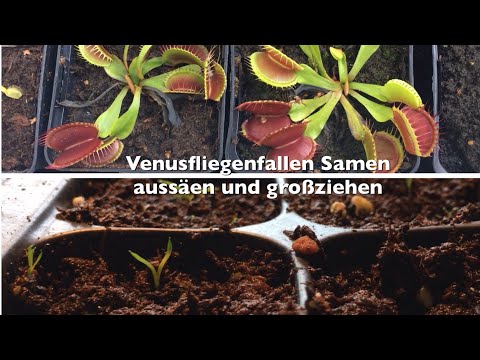 Venusfliegenfallen-Samen richtig aussäen | Wachstum der Dionaea muscipula | Karnico