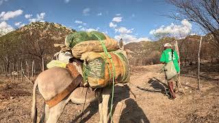 SUBINDO A SERRA DO ABREU: A JORNADA DOS JUMENTOS CARREGADOS