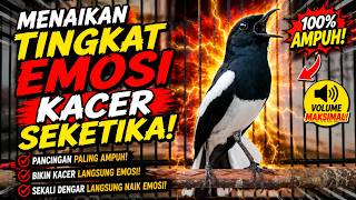 Download lagu Suara Burung Kacer Bikin Lawan Emosi Gacor, Pancingan Kacer Agar Cepat Emosi Gacor mp3