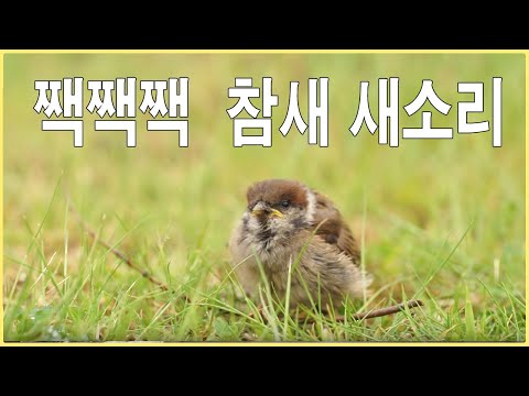 아이콘