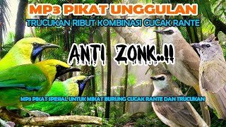 Download lagu suara pikat burcil ribut paling ampuh, trucukan ribut kombinasi cucak ranting mp3