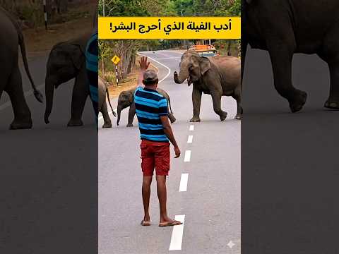 أدب الفيل الذي أحرج البشر! 🐘💯 سبحان الله