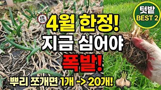 지금 심으면 폭풍성장 대박나는 작물, 뿌리 쪼개 심으면 최대 20배 #텃밭농사