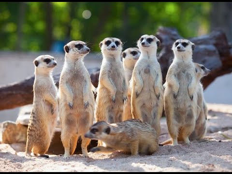 Magic meerkat moments  Amazing Ostrich and beautiful monkeys. New Video..