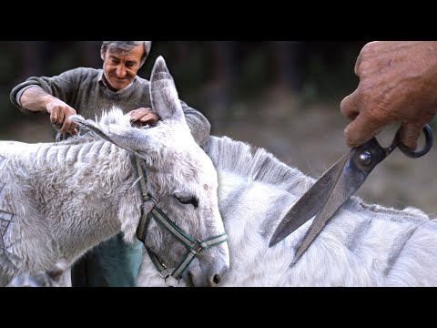 El ESQUILADOR DE "BESTIAS". Así era el duro oficio tradicional del pelador de burros | Documental