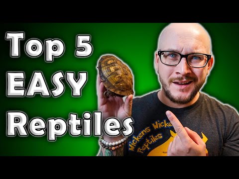 Top 5 Low Maintenance, Easiest, Least Time Consuming Reptiles