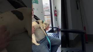 Video preview image #1 Italian Greyhound-Unknown Mix Puppy For Sale in Arlington, WA, USA