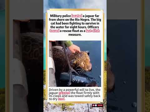 Jaguar Rescued After 8‑Hours Stranded Far Out On The Rio Negro River#animals