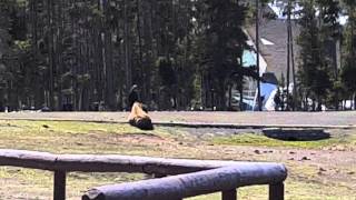 Woman approaches and pets bison.