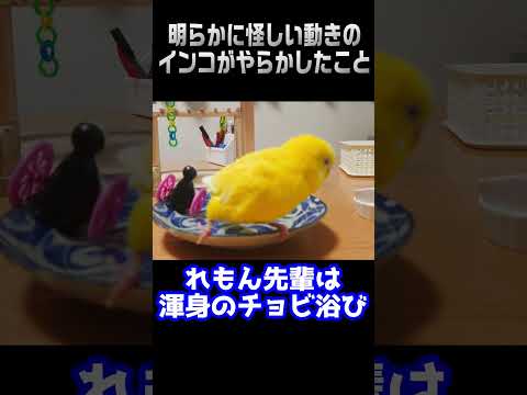 モリーナコニュア (Pyrrhura molinae)