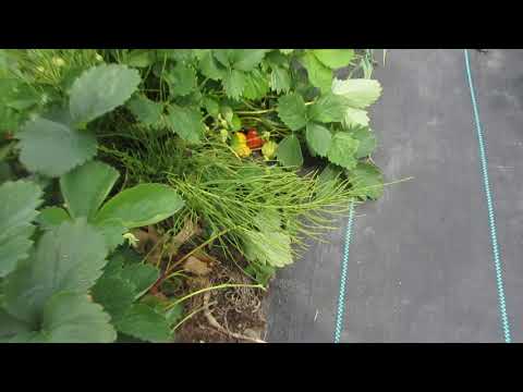 фото усы клубники кимберли.  0