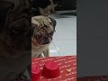 She got it wrong the next 30 tries, but we love her anyways ❤️ #pugsaresmart #lulubellethepuh
