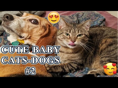 Cute baby Animals | Cats & Dogs - 2022 #2