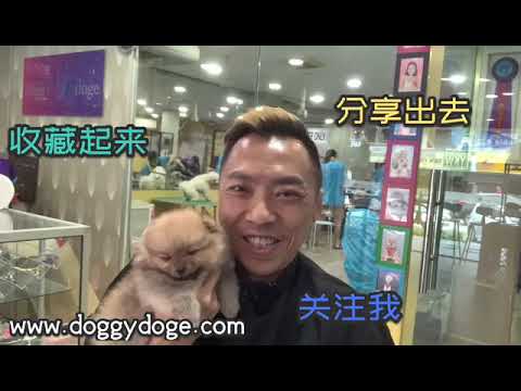 小幼犬回家后的注意事项