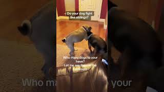 Ball Battle of the Year 🎾 Trinity vs. Baxter (Dog Drama Alert!)