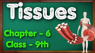 Tissues Class 9 Science Chapter 6 Biology Part 1 CBSE NCERT KVS