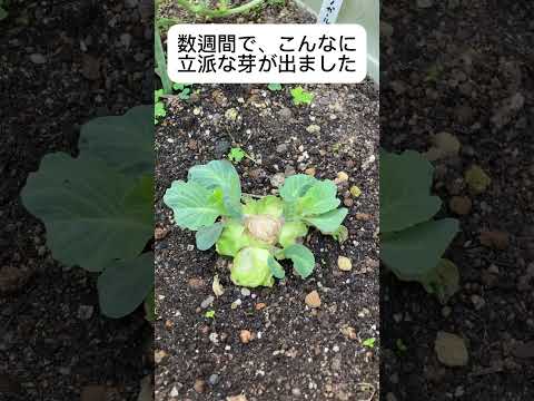 キャベツの腐敗から野菜を守るには？制御と治療  庭園