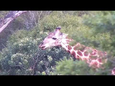 Djuma: Giraffe feeding in the distance - 17:55 - 11/08/2022