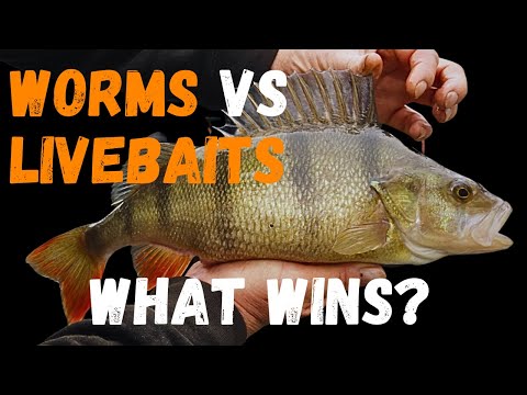 What you NEED TO KNOW to catch BIG canal PERCH