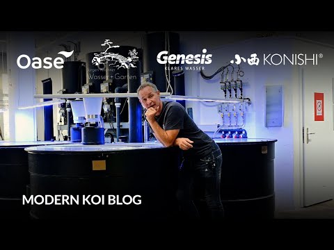 Modern Koi Blog #6200 - Is a Koi always what it looks like?