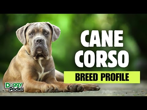 Cane Corso | Italian Mastiff Dogs 101: Everything You Need To Know - Is It the Right Dog for You?