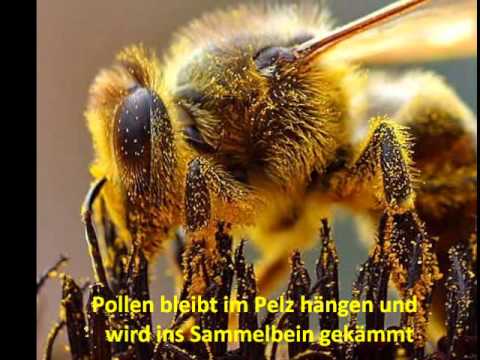 Schwellungen und blaue Flecken Diabetes Warum muß ich Insulin im menschlichen Körper