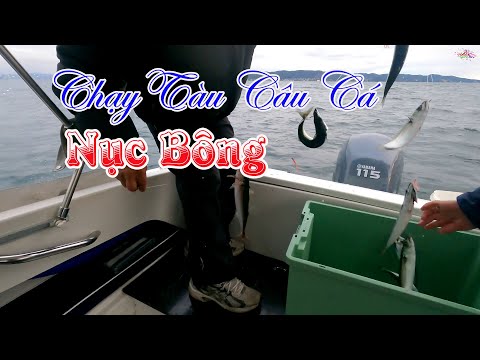 #ChạyTàu #CâuCá #NụcBông Cuộc Sống Người Việt Ở Na Uy