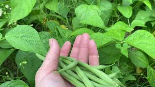 Grow Green Beans! And mini #garden update