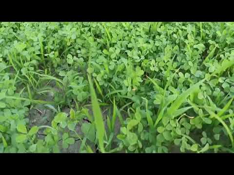 😍 Rajka grass...Rana organic farm #organicfarming #india agriculture #rajka graas #modern farm