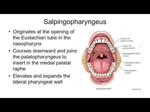 CSD2260 Pharyngeal Muscles