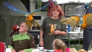 Parrots Jamboree - Part One - On the Campsite