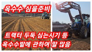 옥수수밭 준비 하면서 트랙터 두둑 심는시기 골간격 비료 등 말 많음 풀뿌리농장 찰옥수수 [옥수수재배방법]